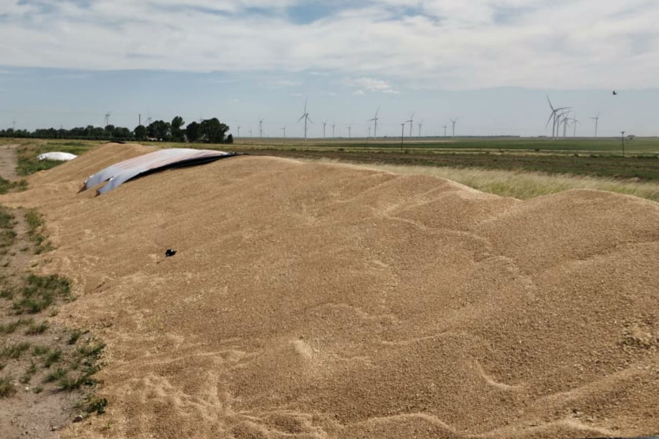 carlos sosa silo bolsa rotura